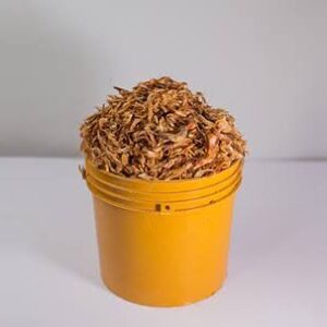 Crayfish (Paint Bucket)