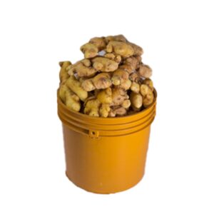 Ginger (Paint Bucket)